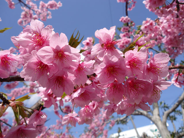 番外写真館河津桜5｜ホッキョクグマと三角コーン