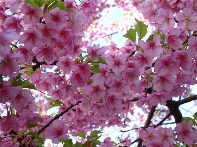 番外写真館河津桜7｜ホッキョクグマと三角コーン