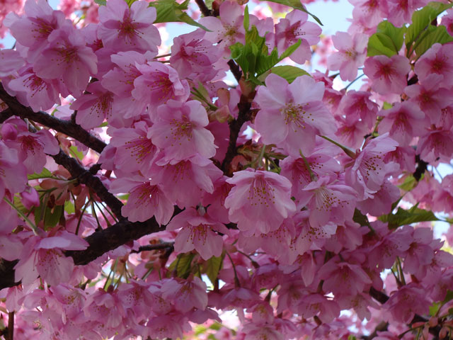 番外写真館河津桜8｜ホッキョクグマと三角コーン