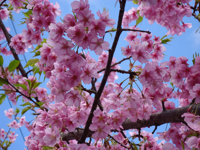 番外写真館河津桜9｜ホッキョクグマと三角コーン