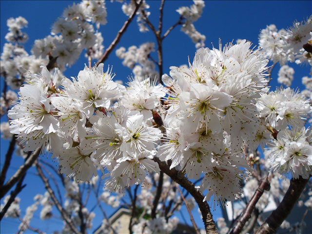 番外写真館桜10｜ホッキョクグマと三角コーン
