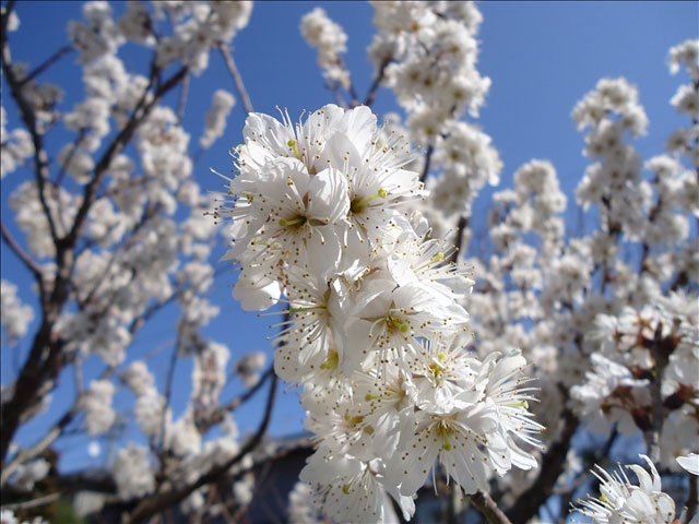番外写真館桜11｜ホッキョクグマと三角コーン