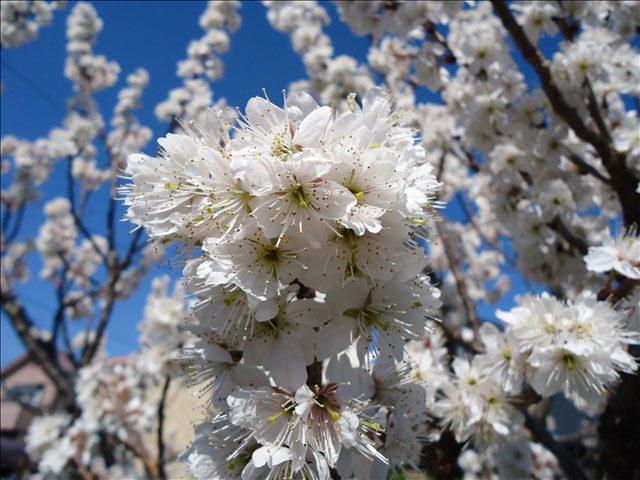 番外写真館桜12｜ホッキョクグマと三角コーン