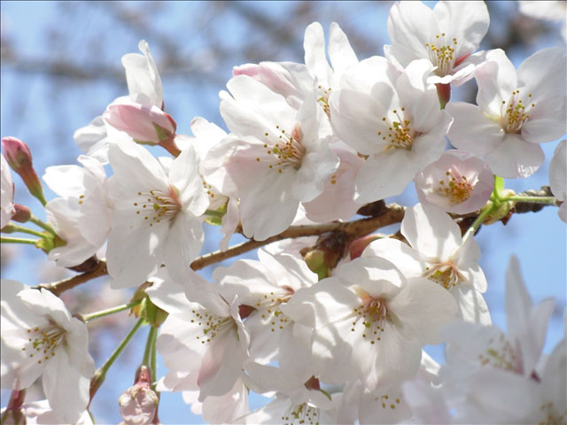 番外写真館桜13｜ホッキョクグマと三角コーン
