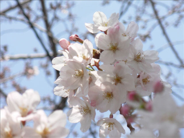 番外写真館桜14｜ホッキョクグマと三角コーン