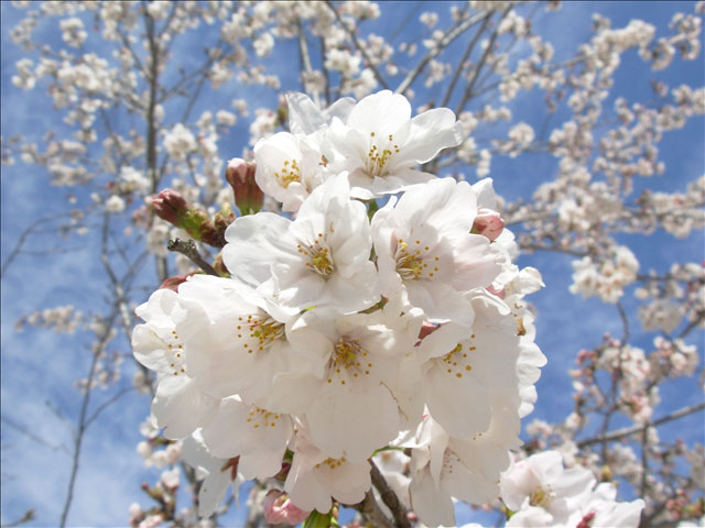 番外写真館桜15｜ホッキョクグマと三角コーン