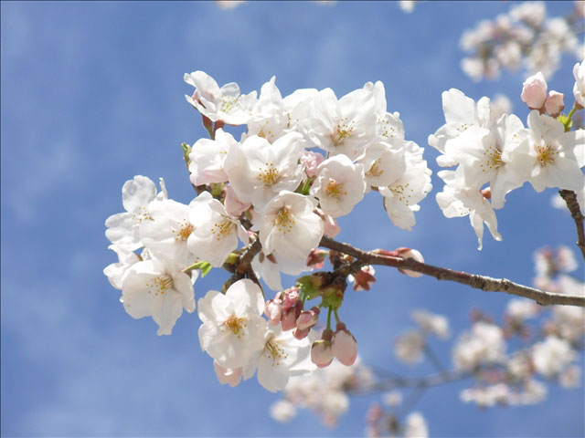 番外写真館桜16｜ホッキョクグマと三角コーン