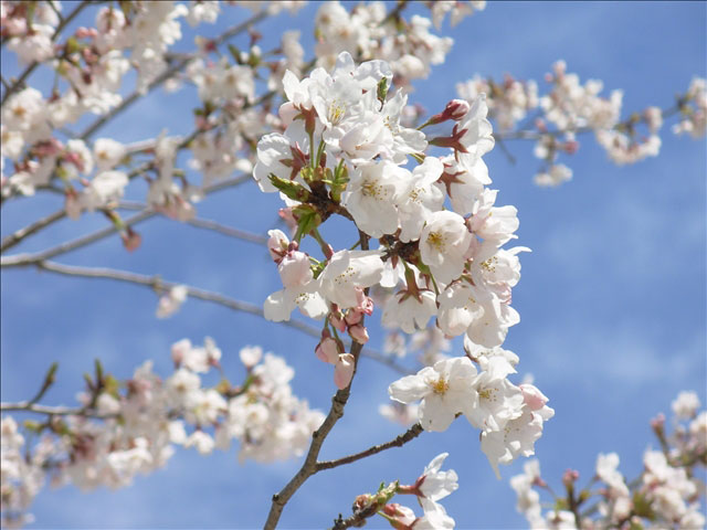 番外写真館桜17｜ホッキョクグマと三角コーン