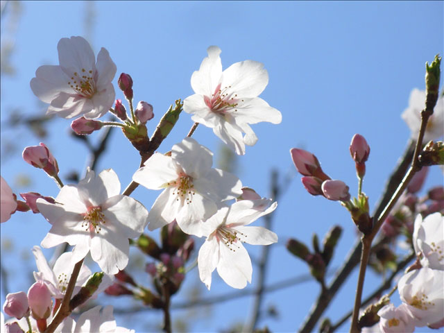 番外写真館桜18｜ホッキョクグマと三角コーン