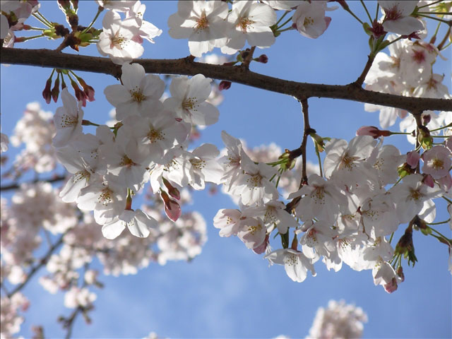 番外写真館桜19｜ホッキョクグマと三角コーン