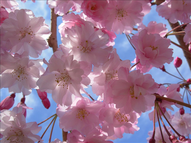 番外写真館桜2｜ホッキョクグマと三角コーン