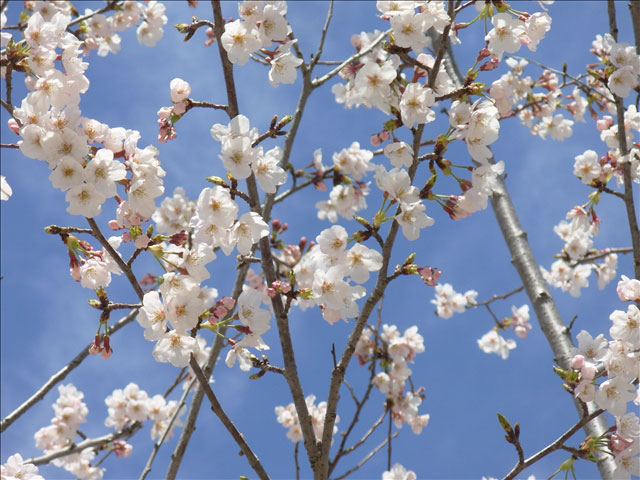 番外写真館桜20｜ホッキョクグマと三角コーン