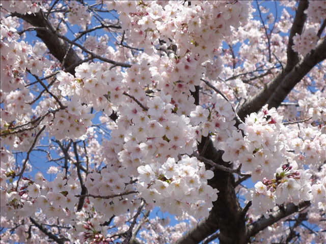 番外写真館桜22｜ホッキョクグマと三角コーン