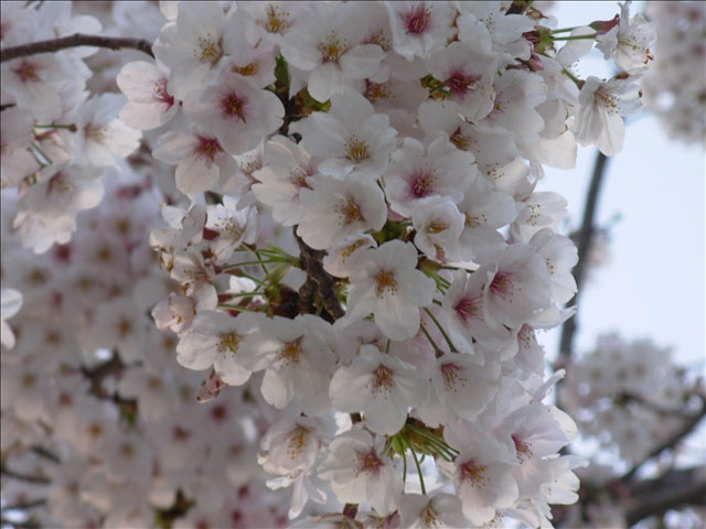 番外写真館桜23｜ホッキョクグマと三角コーン
