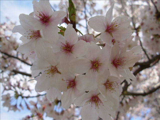 番外写真館桜24｜ホッキョクグマと三角コーン