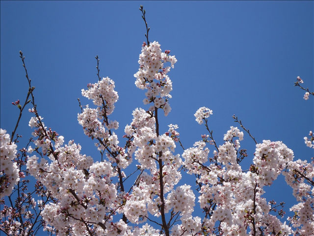 番外写真館桜25｜ホッキョクグマと三角コーン