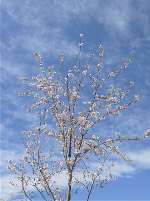 番外写真館桜26｜ホッキョクグマと三角コーン