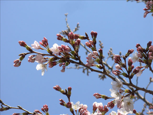 番外写真館桜27｜ホッキョクグマと三角コーン