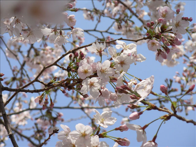 番外写真館桜28｜ホッキョクグマと三角コーン