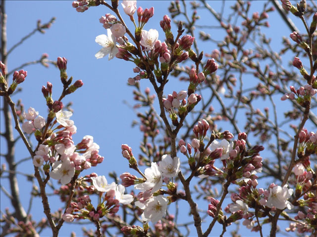 番外写真館桜29｜ホッキョクグマと三角コーン