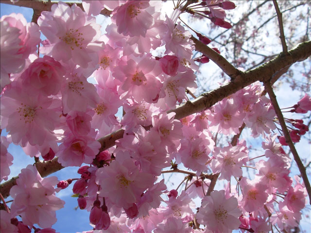 番外写真館桜3｜ホッキョクグマと三角コーン