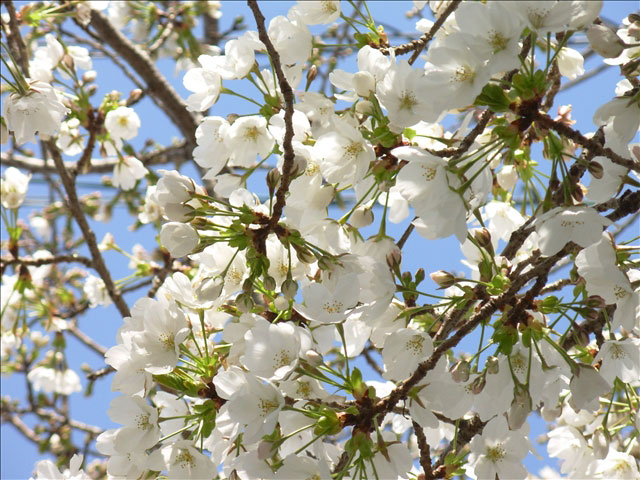 番外写真館桜31｜ホッキョクグマと三角コーン