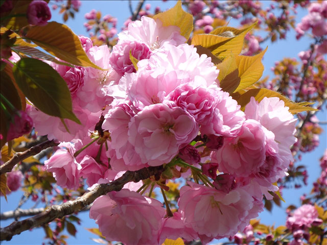 番外写真館桜32｜ホッキョクグマと三角コーン