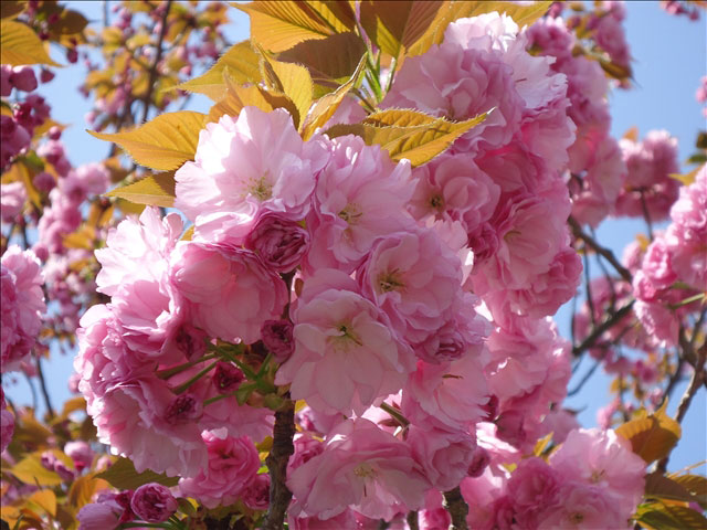 番外写真館桜33｜ホッキョクグマと三角コーン