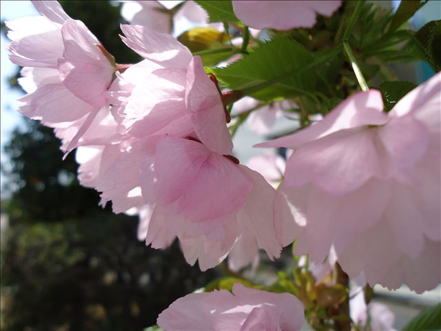 番外写真館桜34｜ホッキョクグマと三角コーン