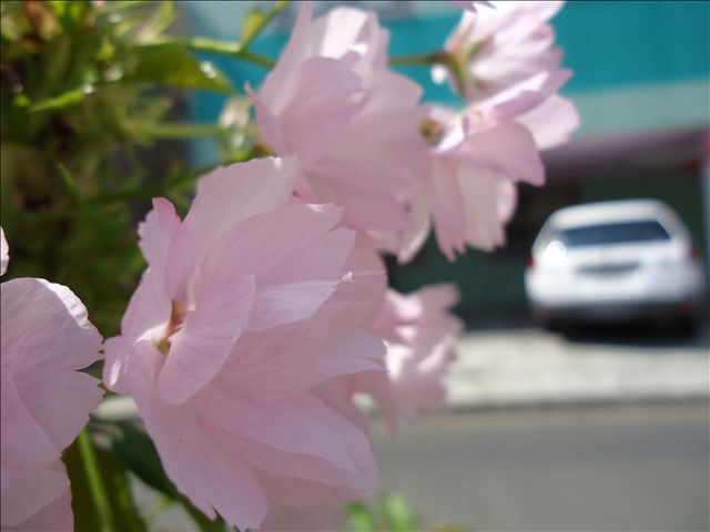 番外写真館桜35｜ホッキョクグマと三角コーン