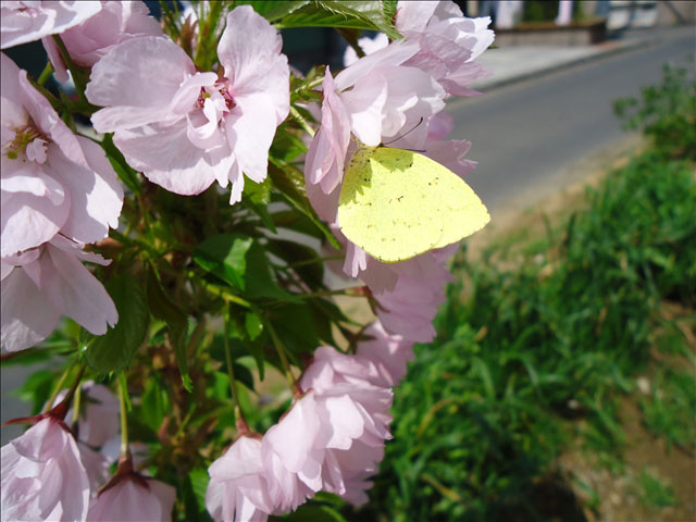 番外写真館桜36｜ホッキョクグマと三角コーン
