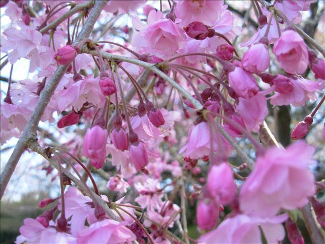 番外写真館桜4｜ホッキョクグマと三角コーン
