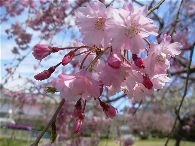 番外写真館桜5｜ホッキョクグマと三角コーン