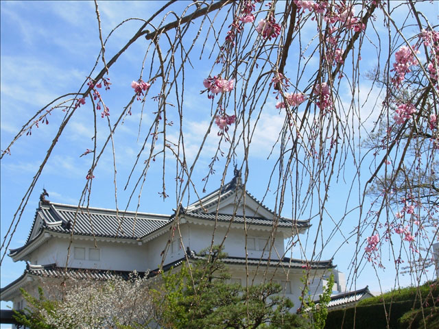番外写真館桜7｜ホッキョクグマと三角コーン