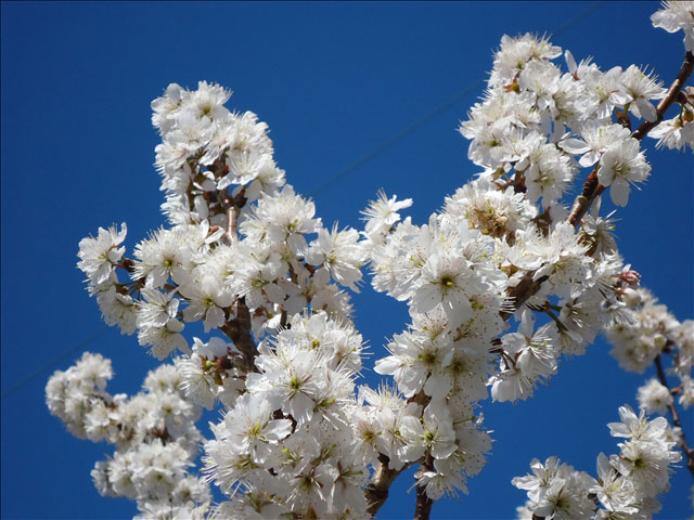 番外写真館桜8｜ホッキョクグマと三角コーン