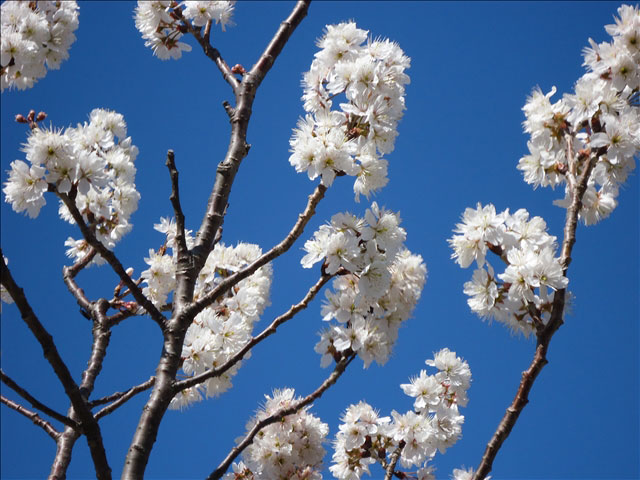 番外写真館桜9｜ホッキョクグマと三角コーン