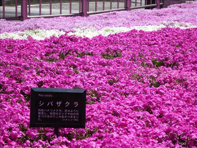 番外写真館芝桜1｜ホッキョクグマと三角コーン