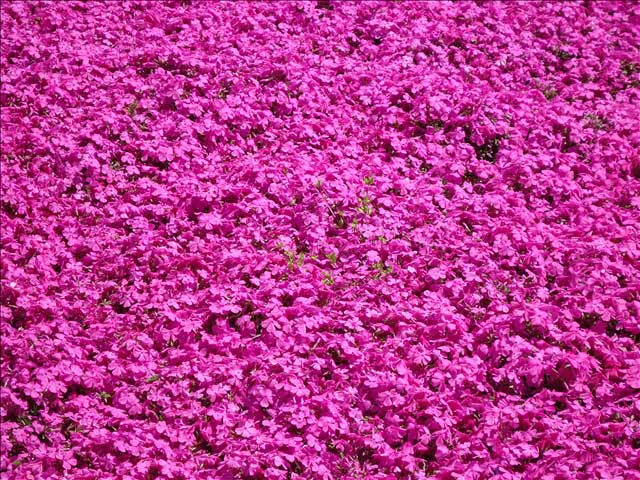 番外写真館芝桜2｜ホッキョクグマと三角コーン