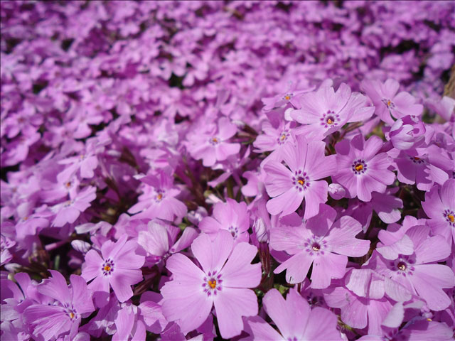 番外写真館芝桜3｜ホッキョクグマと三角コーン