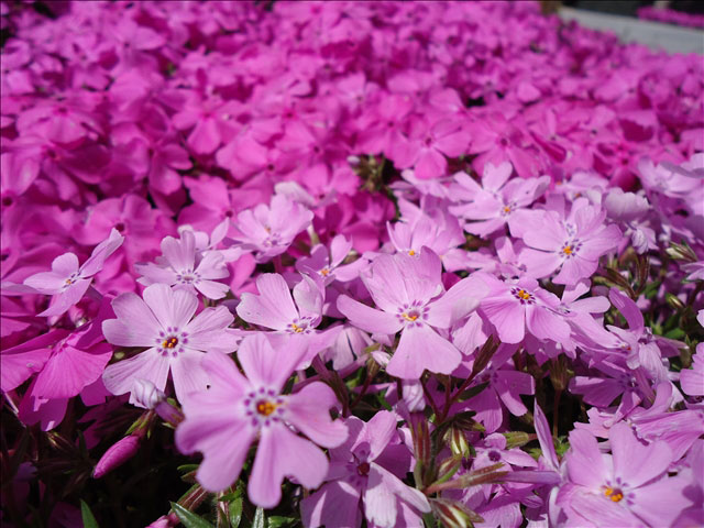 番外写真館芝桜4｜ホッキョクグマと三角コーン