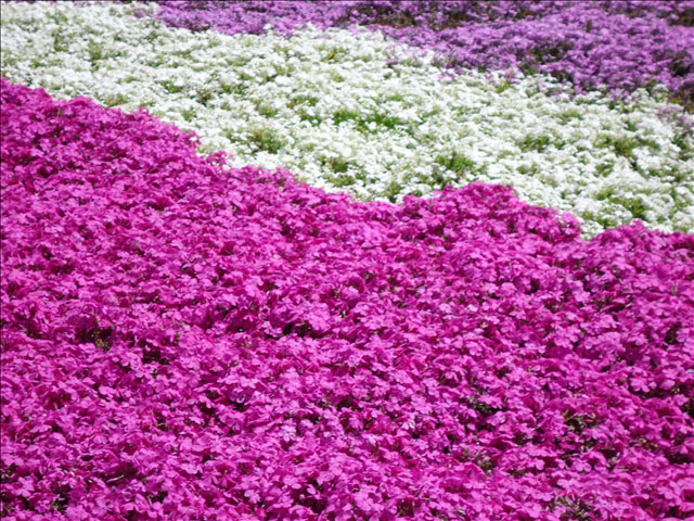 番外写真館芝桜5｜ホッキョクグマと三角コーン