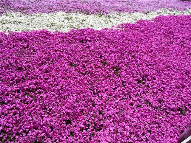 番外写真館芝桜6｜ホッキョクグマと三角コーン