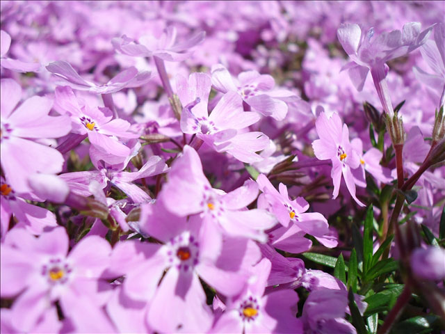 番外写真館芝桜7｜ホッキョクグマと三角コーン