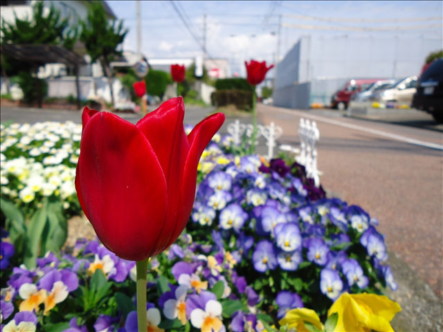 番外写真館チューリップ2｜ホッキョクグマと三角コーン
