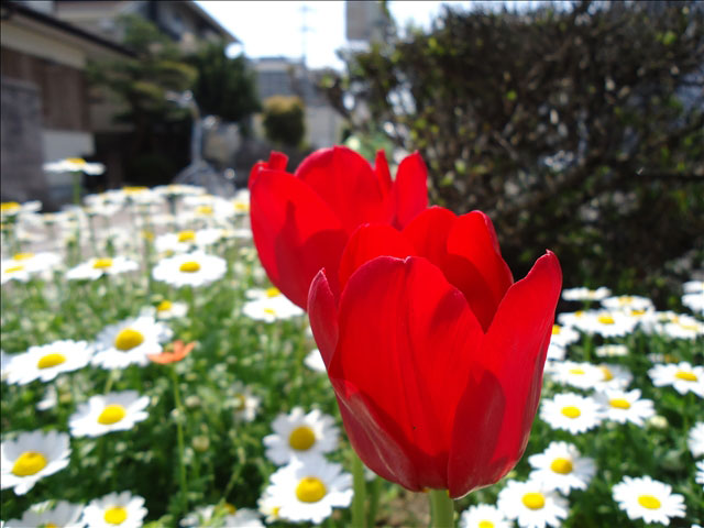 番外写真館チューリップ3｜ホッキョクグマと三角コーン