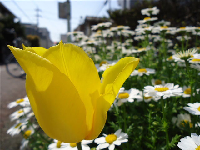 番外写真館チューリップ5｜ホッキョクグマと三角コーン