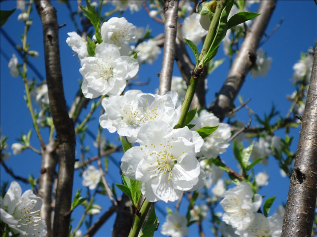 番外写真館梅4｜ホッキョクグマと三角コーン