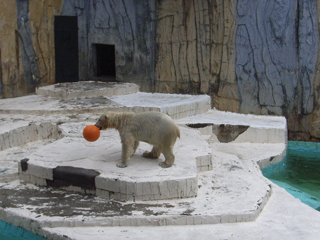 シロクマ29日本平動物園ロッシー2009｜ホッキョクグマと三角コーン