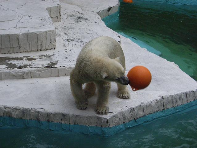 シロクマ30日本平動物園ロッシー2009｜ホッキョクグマと三角コーン