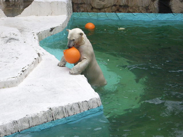 シロクマ31日本平動物園ロッシー2009｜ホッキョクグマと三角コーン